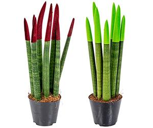 Bloomique - Set di 2 - Sansevieria Velvet Touch - Lingua di Suocera - Pianta da Interno - Purifica l’Aria - Molto Facile da Curare - Altezza 20-30 cm - Vaso 9 cm