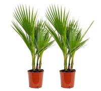 Bloomique - Set di 2 - Washingtonia Robusta - Palma Messicana a Ventaglio - Palma da Giardino Resistente al Freddo - Piante da Esterno - Altezza 60-80 cm - Vaso 17 cm