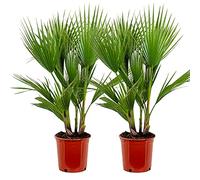 Bloomique - Set di 2 - Washingtonia Robusta - Palma Messicana a Ventaglio - Palma da Giardino Resistente al Freddo - Piante da Esterno - Altezza 80-100 cm - Vaso 21 cm