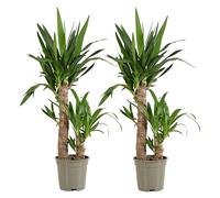 Bloomique - Set di 2 - Yucca elephantipes - Giglio delle palme - Pianta da interno - Purifica l’aria - Facile da curare - Alte 60-70 cm - Vaso 17 cm
