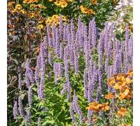 Bloomique - Set di 3 - Agastache Blue Fortune - Pianta a goccia - Ricca fioritura - Attrae api e farfalle - Resistente all'inverno - Perenne - Altezza 10-20 cm - Vaso 9 cm