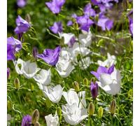 Bloomique - Set di 3 - Campanula Carpatica White Clips - Campanula - Ricca fioritura - Resistente all'inverno - Perenne - Altezza 10-20 cm - Vaso 9 cm