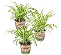 Bloomique - Set di 3 - Chlorophytum Variegatum - Falangio - Pianta da Interno - Purifica l’Aria - Adatta agli Animali - Alte 20-30 cm - Vaso 12 cm