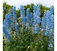 Bloomique - Set di 3 - Delphinium ‘Magic Fountains Sky Blue’ - Delfinio - Resistente al freddo - Altezza 10-20 cm - Vaso 9x9 cm