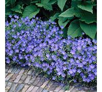 Bloomique - Set di 3 - Geranium ‘Johnsons Blue’ - Geranio - Fiori blu - Resistente al freddo - Altezza 10-20 cm - Vaso 9x9 cm
