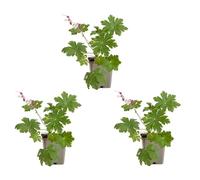 Bloomique - Set di 3 - Geranium Macrorrhizum ‘Spessart’ - Geranio - Coprisuolo - Ricca fioritura - Resistente all'inverno - Perenne - Profumato - Altezza 10-20 cm - Vaso da 9 cm