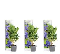 Bloomique - Set di 3 - Hydrangea macrophylla Early Blue - Ortensia - Ortensia da giardino - Piante da giardino - Resistente al freddo - Alte 20-30 cm - Vaso da 10,5 cm