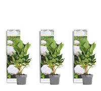 Bloomique - Set di 3 - Hydrangea macrophylla Wudu - Ortensia - Ortensia da giardino - Piante da giardino - Resistente al freddo - Alte 20-30 cm - Vaso da 10,5 cm