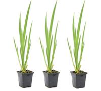 Bloomique - Set di 3 - Iris Pseudacorus - Giaggiolo Giallo - Pianta Acquatica - Pianta da Stagno - Resistente al Freddo - Alte 20-30 cm - Vaso 9 cm
