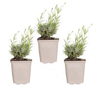Bloomique - Set di 3 - Lavandula angustifolia ‘Hidcote’ - Lavanda vera - Pianta di lavanda - Resistente al freddo - Altezza 10-20 cm - Vaso 9x9 cm