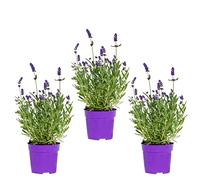 Bloomique - Set di 3 - Lavandula angustifolia - Pianta di lavanda - Piante da giardino - Resistente al freddo - Alte 15-20 cm - Vaso da 10,5 cm