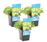 Bloomique - Set di 3 - Lysimachia Nummularia - Pimpinella - Pianta Acquatica - Pianta da Stagno - Resistente al Freddo - Alte 10-20 cm - Vaso 9 cm