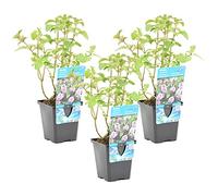 Bloomique - Set di 3 - Mentha Aquatica - Menta d’Acqua - Pianta Acquatica - Pianta da Stagno - Resistente al Freddo - Alte 10-20 cm - Vaso 9 cm