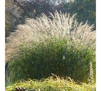 Bloomique - Set di 3 - Miscanthus sinensis - Miscanto - Graminacea - Resistente al freddo - Altezza 10-20 cm - Vaso 9x9 cm