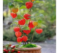 Bloomique - Set di 3 - Physalis alkekengi ‘Franchetii’ - Alchechengi (pianta lanterna) - Resistente al freddo - Altezza 10-20 cm - Vaso 9x9 cm