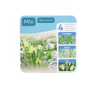 Bloomique - Set di 3 piante da stagno, pronte all'uso, confezione asciutta, con Pontederia, Acorus, Iris