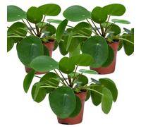 Bloomique - Set di 3 - Pilea Peperomioides - Pianta delle Monete Cinesi - Pianta da Interno - Purifica l’Aria - Adatta agli Animali - Alte 15-20 cm - Vaso 12 cm