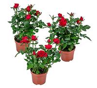 Bloomique - Set di 3 - Rosa in Vaso Rossa - Adatta per Interno ed Esterno - Piante da Interno, Giardino e Terrazzo - Resistente al Freddo - Altezza 20-30 cm - Vaso 12 cm