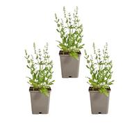 Bloomique - Set di 3 - Salvia Sensation White - Salvia - Fioritura bianca - Resistente all'inverno - Perenne - Amica delle api - Altezza 10-20 cm - Vaso da 9 cm