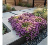 Bloomique - Set di 3 - Thymus Red Carpet - Timo rosso - Resistente all'inverno - Perenne - Coprisuolo - Sempreverde - Altezza 10-20 cm - Vaso 9 cm