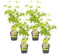 Bloomique - Set di 4 - Acer Palmatum Going Green - Foglia Verde - Acero Giapponese - Resistente al Freddo - Pianta da Giardino - Alte 25-40 cm - Vaso 10,5 cm