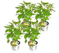 Bloomique - Set di 4 - Hydrangea Strong Annabelle - Ortensia Bianca - Pianta da Giardino - Resistente al Freddo - Alta 40-50 cm - Vaso da 19 cm