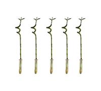 Bloomique - Set di 5 - Dracaena sanderiana - Lucky Bamboo - Bambù della fortuna - Pianta da interno - Purifica l’aria - Facile da curare - Alta 40-50 cm