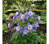 Bloomique - Set di 6 - Aquilegia Caerulea ‘Spring Magic Blue & White’ - Aquilegia - Facile da curare - Ricca fioritura - Resistente all'inverno - Perenne - Altezza 10-20 cm - Vaso da 9 cm