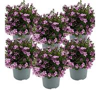 Bloomique - Set di 6 - Campanula Ambella Pink - Campanula - Pianta Coprisuolo - Pianta da Giardino - Resistente al Freddo - Adatta agli Animali - Alte 10-20 cm - Vaso 10,5 cm