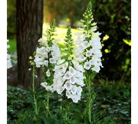 Bloomique - Set di 6 - Digitalis Purp. Dalmatian White - Digitale - Ricca fioritura - Resistente all'inverno - Perenne - Altezza 10-20 cm - Vaso 9 cm