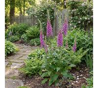Bloomique - Set di 6 - Digitalis Purpurea ‘Gloxiniiflora’ - Digitale - Ricca fioritura - Resistente all'inverno - Perenne - Amica degli insetti - Altezza 10-20 cm - Vaso da 9 cm