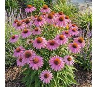 Bloomique - Set di 6 - Echinacea Purpurea Magnus - Echinacea - Ricca fioritura - Resistente all'inverno - Perenne - Altezza 10-20 cm - Vaso da 9 cm