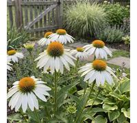 Bloomique - Set di 6 - Echinacea Purpurea White Swan - Echinacea - Ricca fioritura - Resistente all'inverno - Perenne - Altezza 10-20 cm - Vaso 9 cm