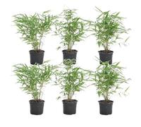 Bloomique - Set di 6 - Fargesia rufa - Pianta di bambù - Non invadente - Resistente al freddo - Sempreverde - Piante da giardino - Alte 20-30 cm - Vaso da 10 cm