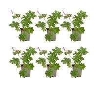 Bloomique - Set di 6 - Geranium Macrorrhizum ‘Spessart’ - Geranio - Coprisuolo - Ricca fioritura - Resistente all'inverno - Perenne - Profumato - Altezza 10-20 cm - Vaso da 9 cm