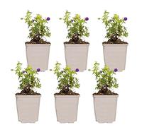 Bloomique - Set di 6 - Geranium sanguineum - Geranio sanguineo - Resistente al freddo - Altezza 10-20 cm - Vaso 9x9 cm
