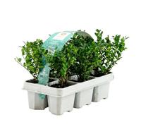 Bloomique - Set di 6 - Ilex Crenata Jenny - Agrifoglio giapponese - Gaultheria - Resistente - Compatto - Altezza 10-20 cm - Radici 6 cm