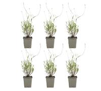 Bloomique - Set di 6 - Lavandula Angustifolia ‘Dwarf Blue’ - Lavanda - Ricca fioritura - Attrae api e farfalle - Resistente al freddo invernale - Perenne - Altezza 10-20 cm - Vaso da 9 cm