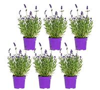 Bloomique - Set di 6 - Lavandula angustifolia - Pianta di lavanda - Piante da giardino - Resistente al freddo - Alte 15-20 cm - Vaso da 10,5 cm