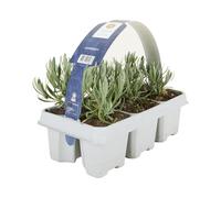 Bloomique - Set di 6 - Lavandula Angustifolia 'White' - Lavanda - Resistente - Piante da balcone - Profumate - Altezza 10-20 cm - Radici 6 cm