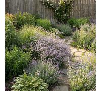 Bloomique - Set di 6 - Limonium Latifolium - Lavanda di mare - Resistente all'inverno - Perenne - Altezza 10-20 cm - Vaso da 9 cm