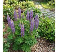 Bloomique - Set di 6 - Lupinus Gallery Blue - Lupino - Resistente all'inverno - Perenne - Altezza 10-20 cm - Vaso da 9 cm