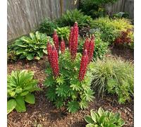 Bloomique - Set di 6 - Lupinus Gallery Red - Lupino - Resistente all'inverno - Perenne - Altezza 10-20 cm - Vaso da 9 cm