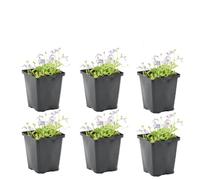 Bloomique - Set di 6 - Mazus Reptans - Mazus Strisciante - Pianta Acquatica - Pianta da Stagno - Resistente al Freddo - Alte 10-20 cm - Vaso 9 cm