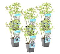 Bloomique - Set di 6 - Mentha Aquatica - Menta d’Acqua - Pianta Acquatica - Pianta da Stagno - Resistente al Freddo - Alte 10-20 cm - Vaso 9 cm