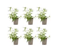Bloomique - Set di 6 - Nepeta Blue Moon - Pianta Ornamentale gatta - Resistente - Perenne - Amica delle api - Altezza 10-20 cm - Vaso da 9 cm