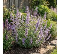 Bloomique - Set di 6 - Nepeta faassenii - Pianta Ornamentale gatta - Resistente - Perenne - Amica delle api - Altezza 10-20 cm - Vaso da 9 cm