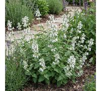 Bloomique - Set di 6 - Nepeta Snowflake - Pianta Ornamentale gatta - Resistente - Perenne - Amica delle api - Altezza 10-20 cm - Vaso da 9 cm