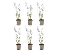 Bloomique - Set di 6 - Nepeta Walker's Low - Pianta Ornamentale gatta - Resistente - Perenne - Amica delle api - Altezza 10-20 cm - Vaso da 9 cm