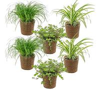 Bloomique - Set di 6 - Piante amiche degli animali - Chlorophytum, Cyperus, Callisia - Piante da interno - Alte 20-30 cm - In cestino di Pianta Ornamentale marina 12 cm